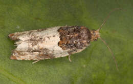 Image of Moth