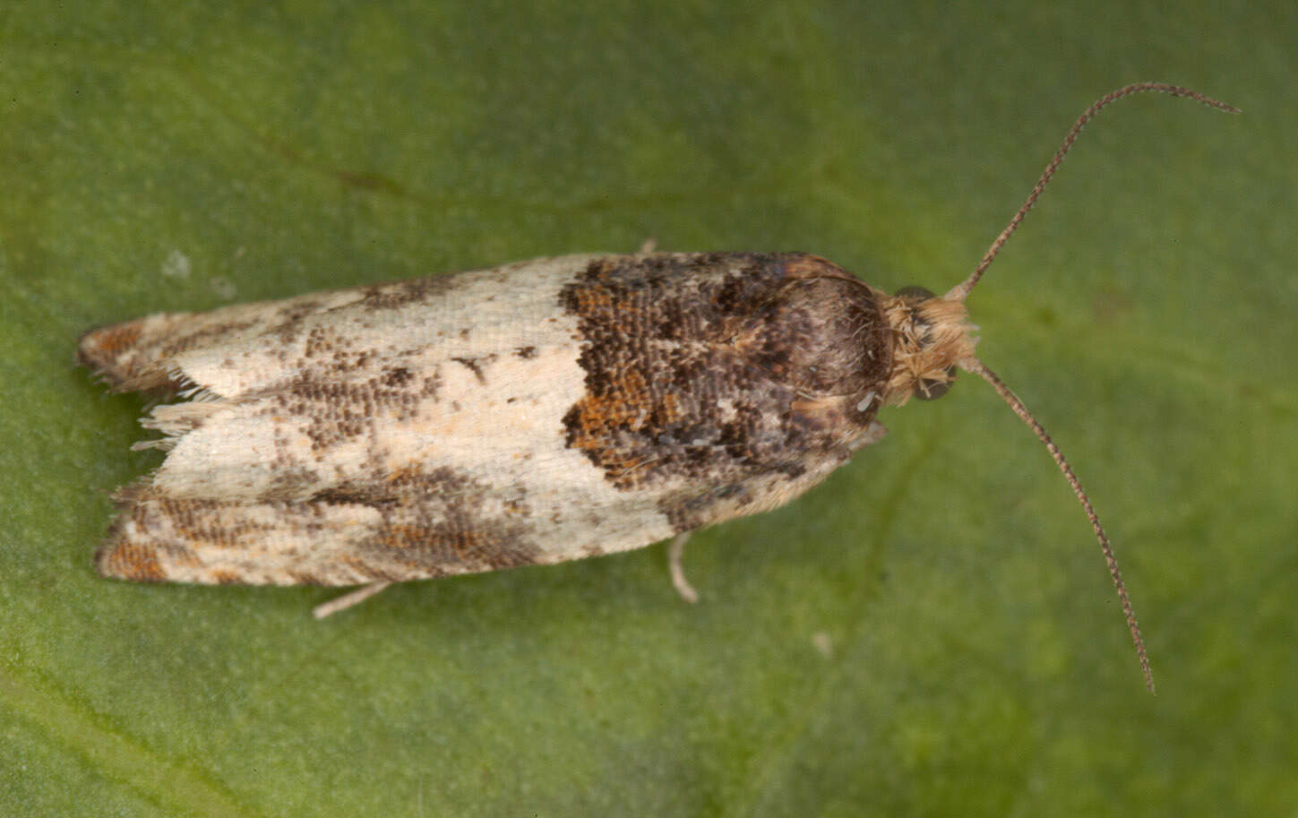 Image of Moth