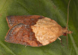 Image of Light brown apple moth