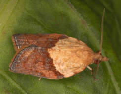 Image of Light brown apple moth