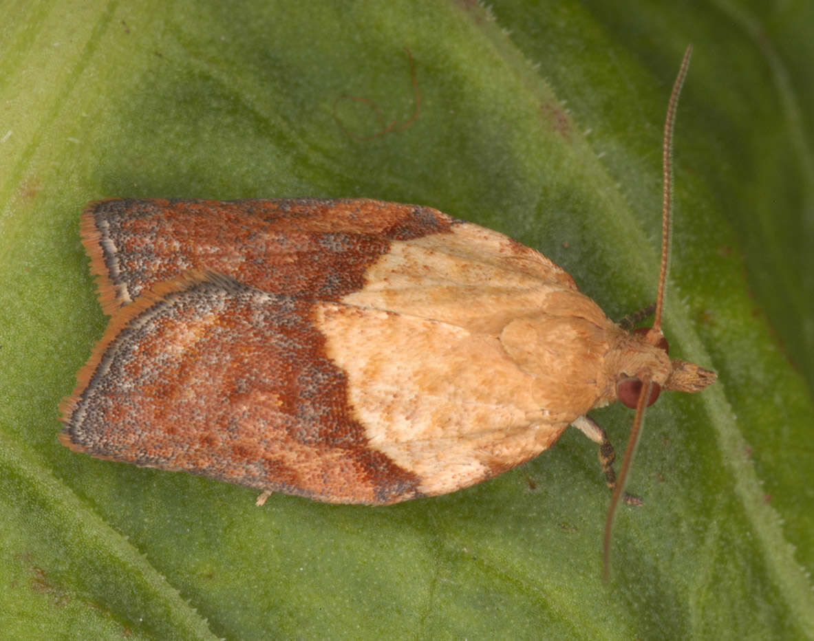 Image of Light brown apple moth