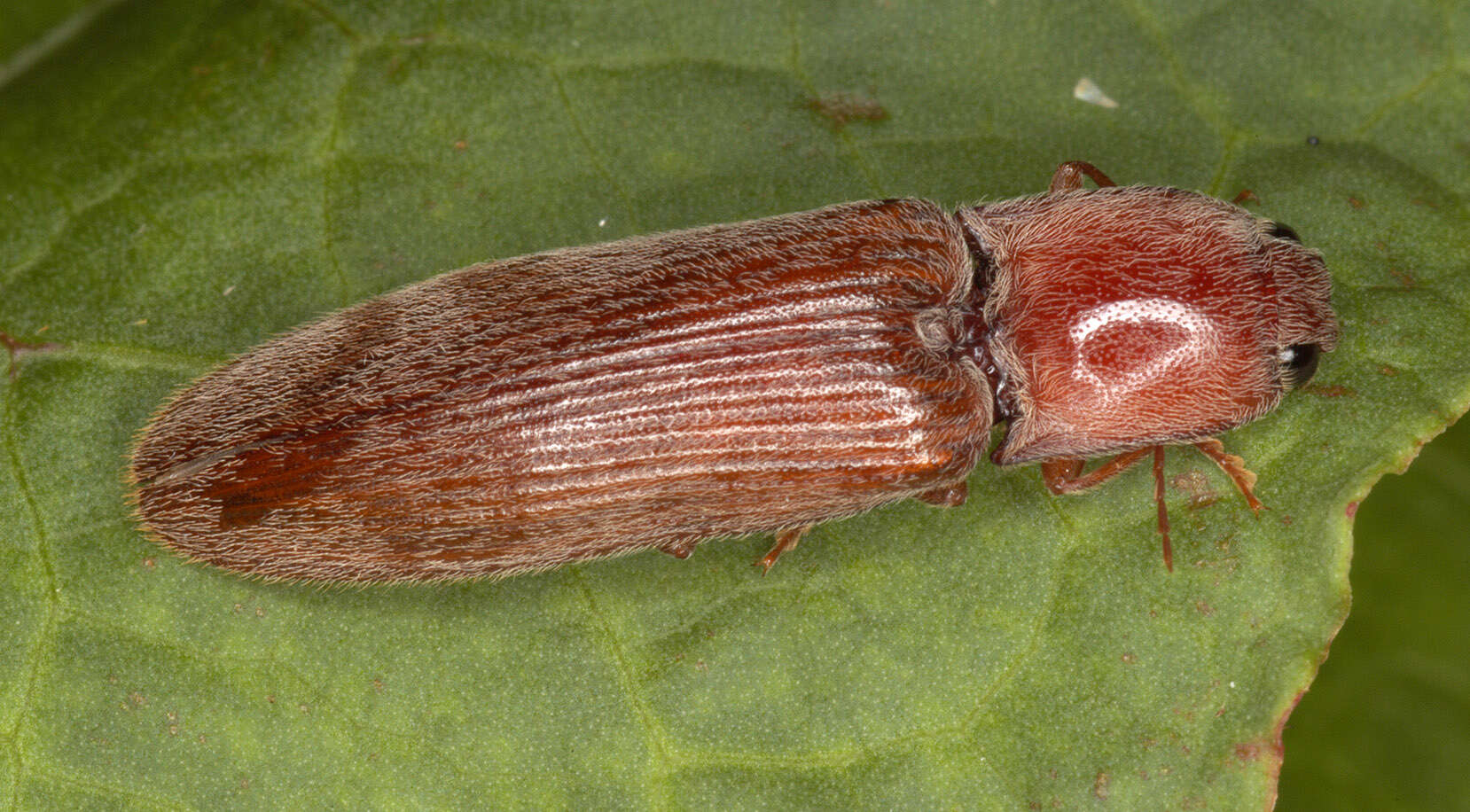 Image of Stenagostus rhombeus