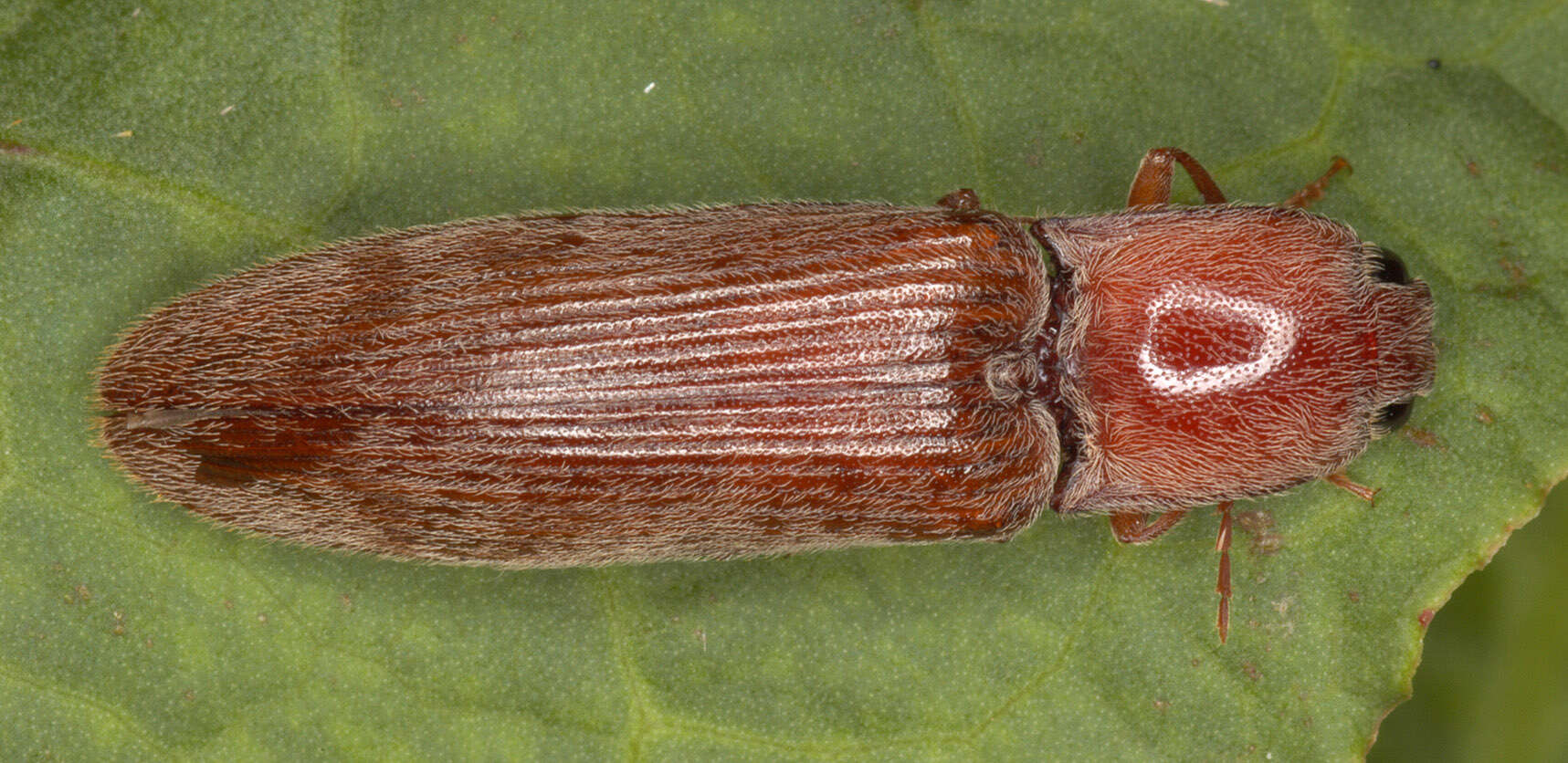 Image of Stenagostus rhombeus