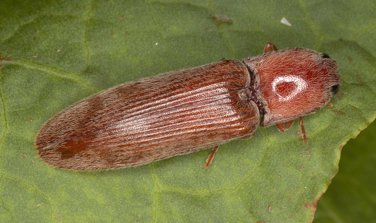 Image of Stenagostus rhombeus