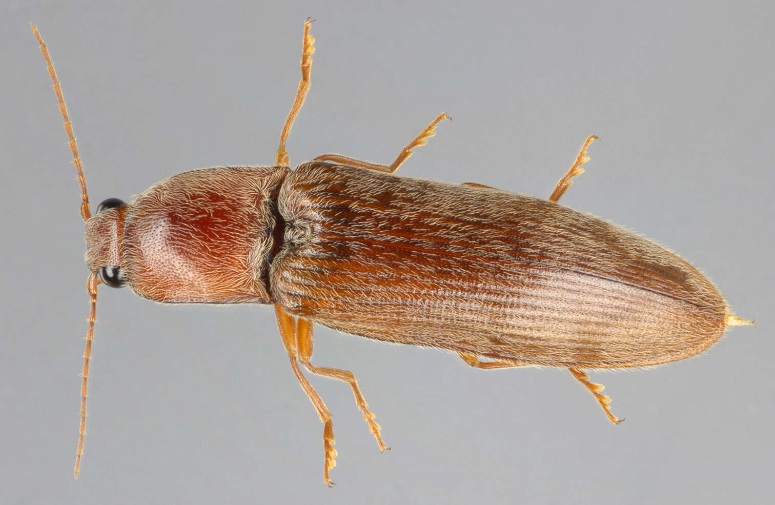 Image of Stenagostus rhombeus