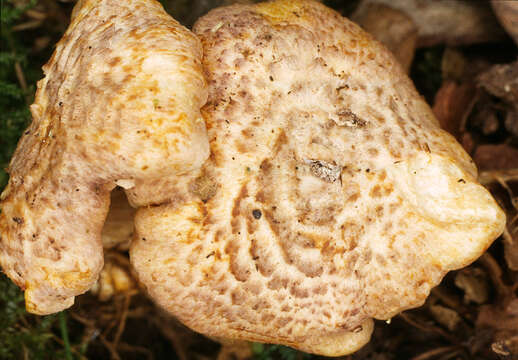 Cantharellus amethysteus (Quél.) Sacc. 1887 resmi