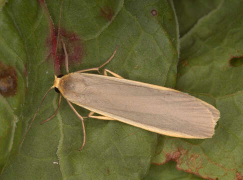 Image of common footman