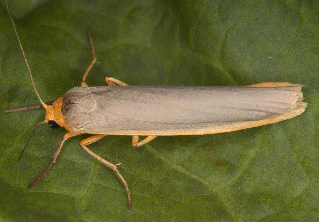 Image of scarce footman