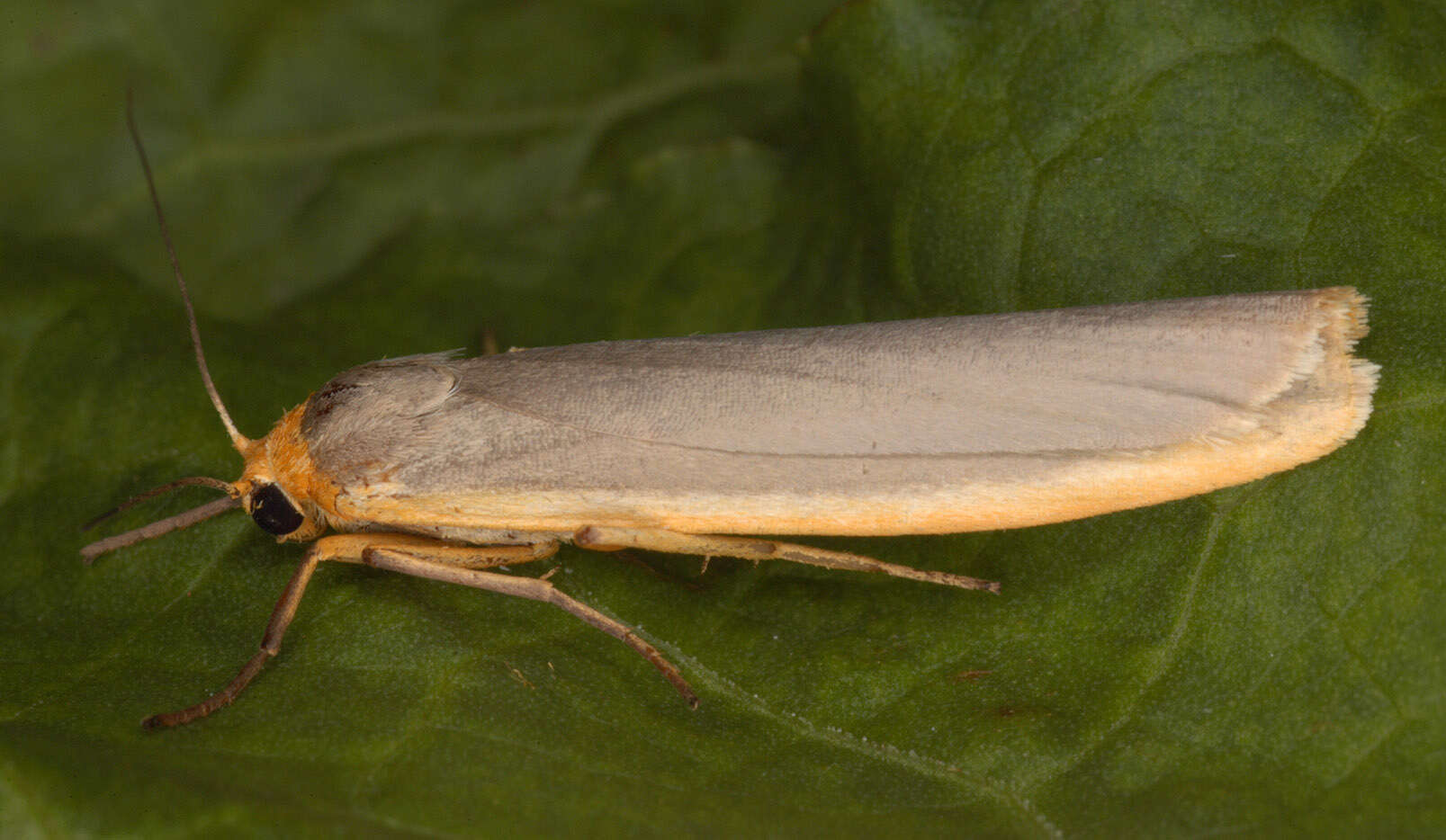 Image of scarce footman