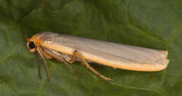 Image of scarce footman