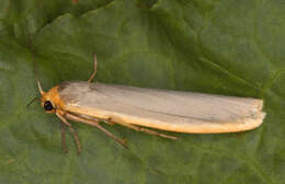 Image of scarce footman