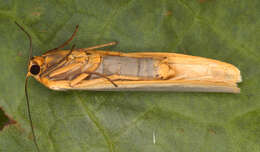 Image of scarce footman