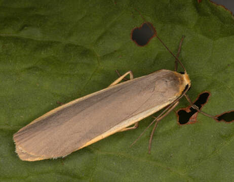 Image of common footman