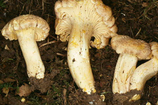 Image of Cantharellus amethysteus (Quél.) Sacc. 1887