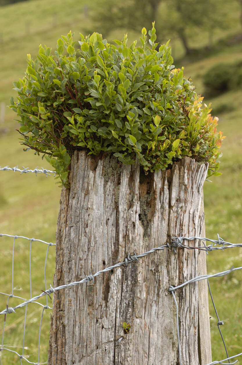 Image of bilberry