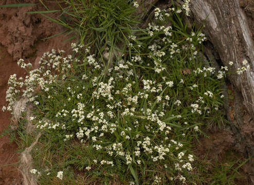 Image of heath bedstraw