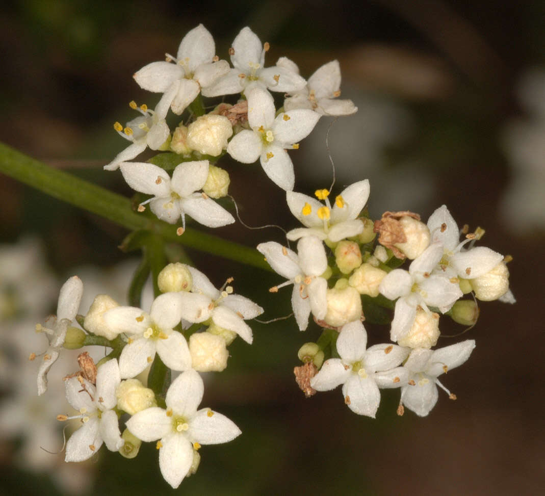 Plancia ëd Galium saxatile L.