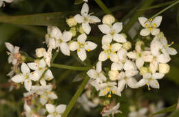 Plancia ëd Galium saxatile L.