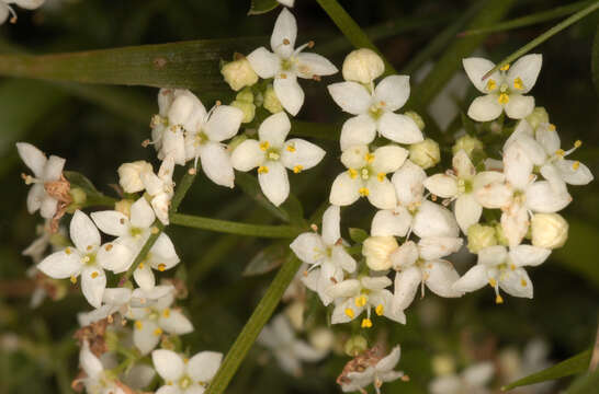 Слика од Galium saxatile L.