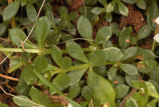 Image of heath bedstraw