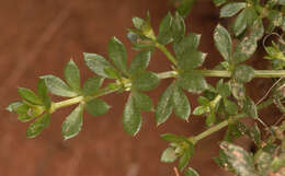 Image of heath bedstraw