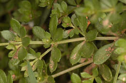 Image of heath bedstraw