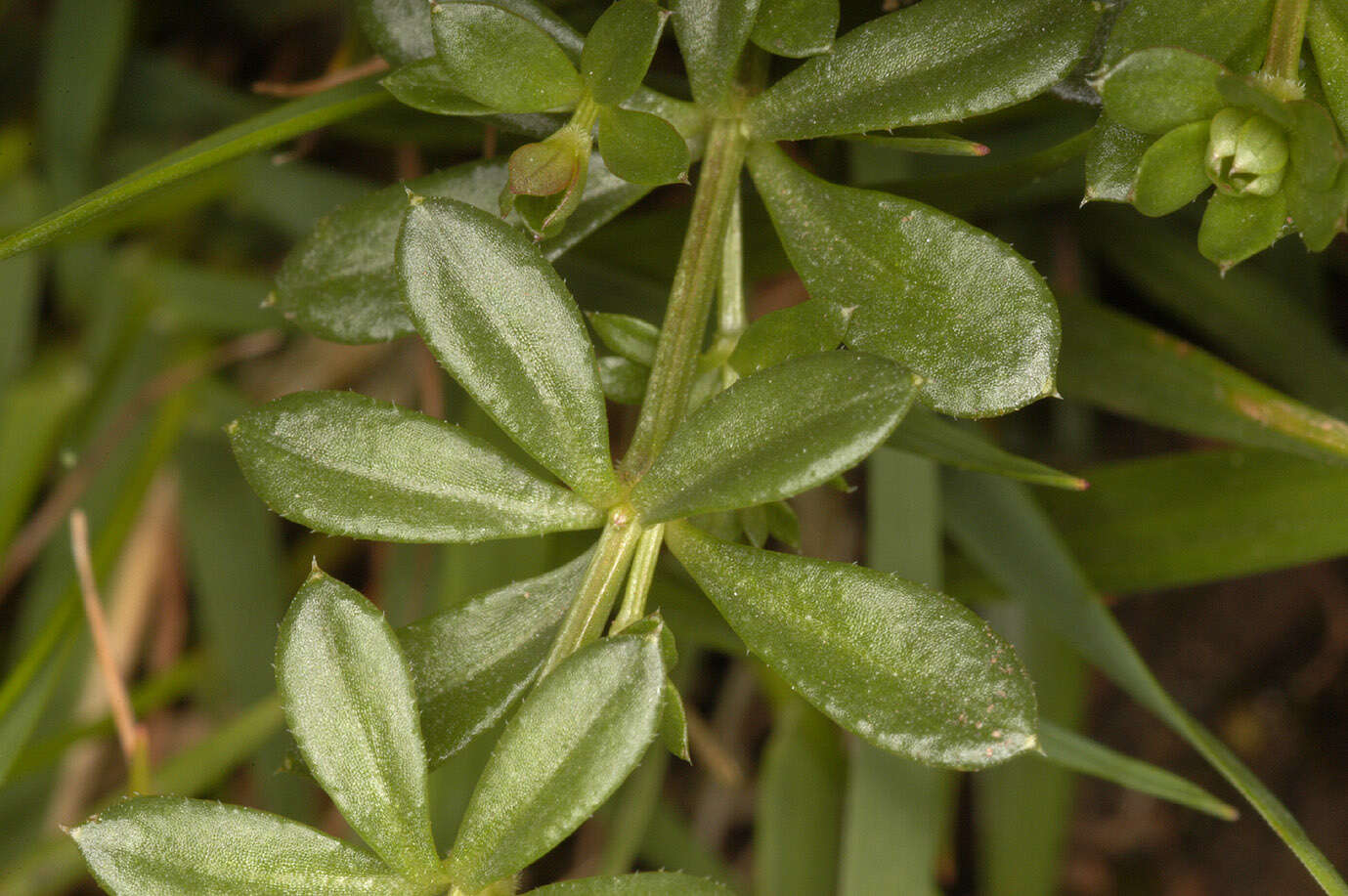 Plancia ëd Galium saxatile L.