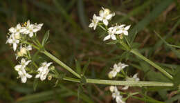 Image of heath bedstraw