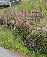 Imagem de Digitalis purpurea L.