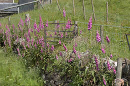 Imagem de Digitalis purpurea L.