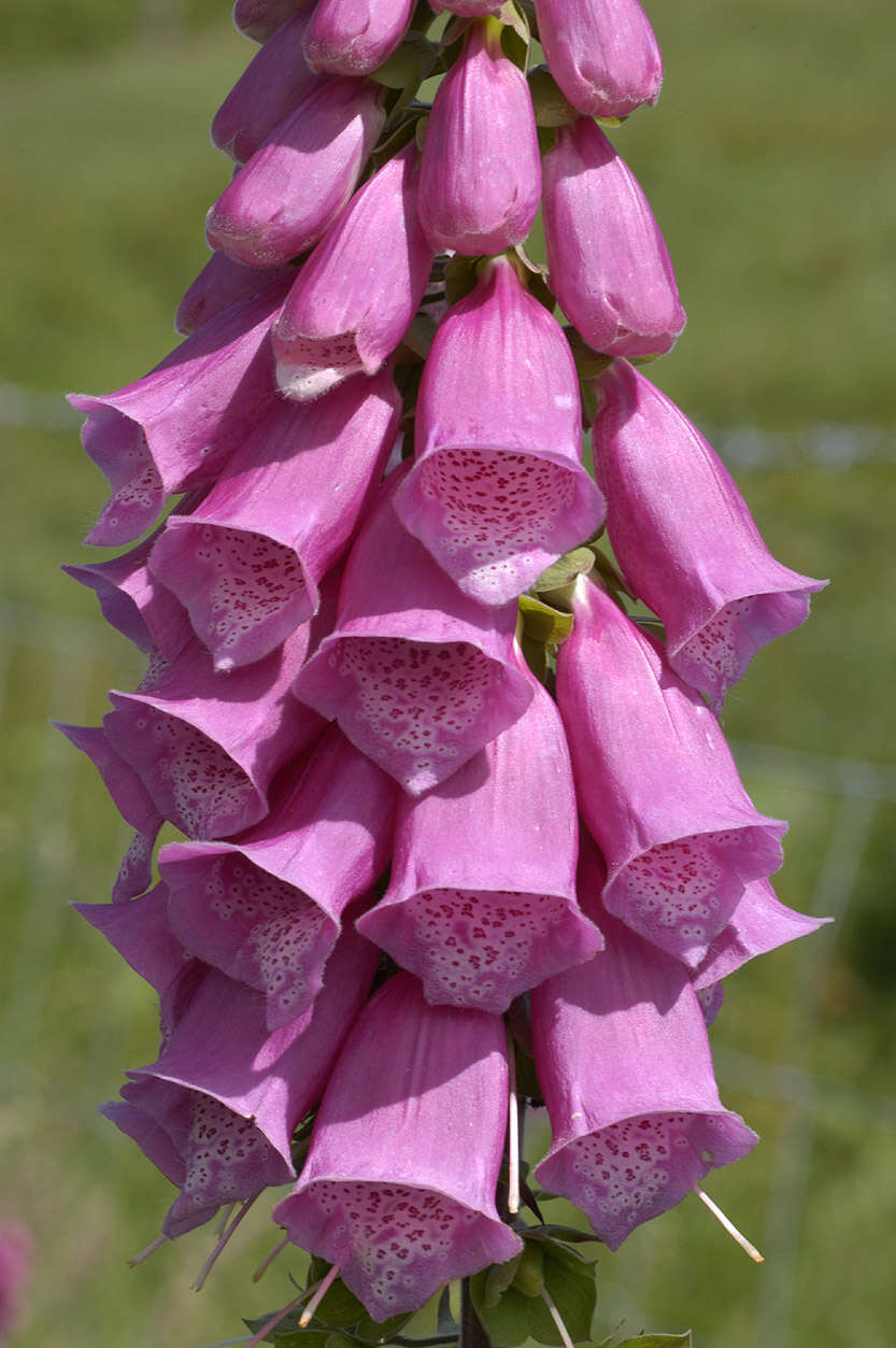 Imagem de Digitalis purpurea L.