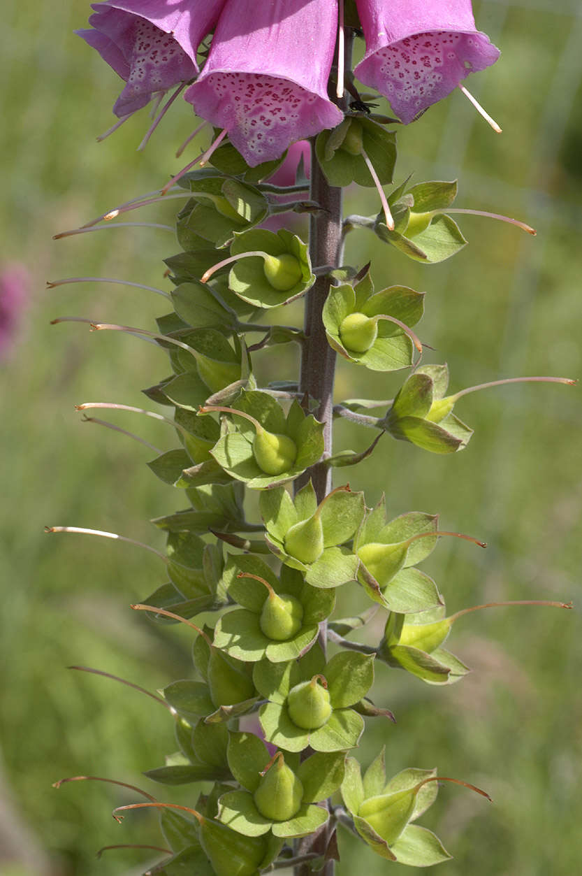 Imagem de Digitalis purpurea L.