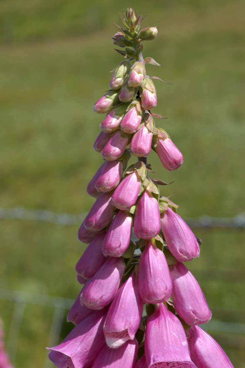 Imagem de Digitalis purpurea L.