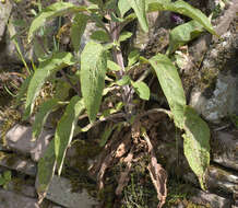 Imagem de Digitalis purpurea L.