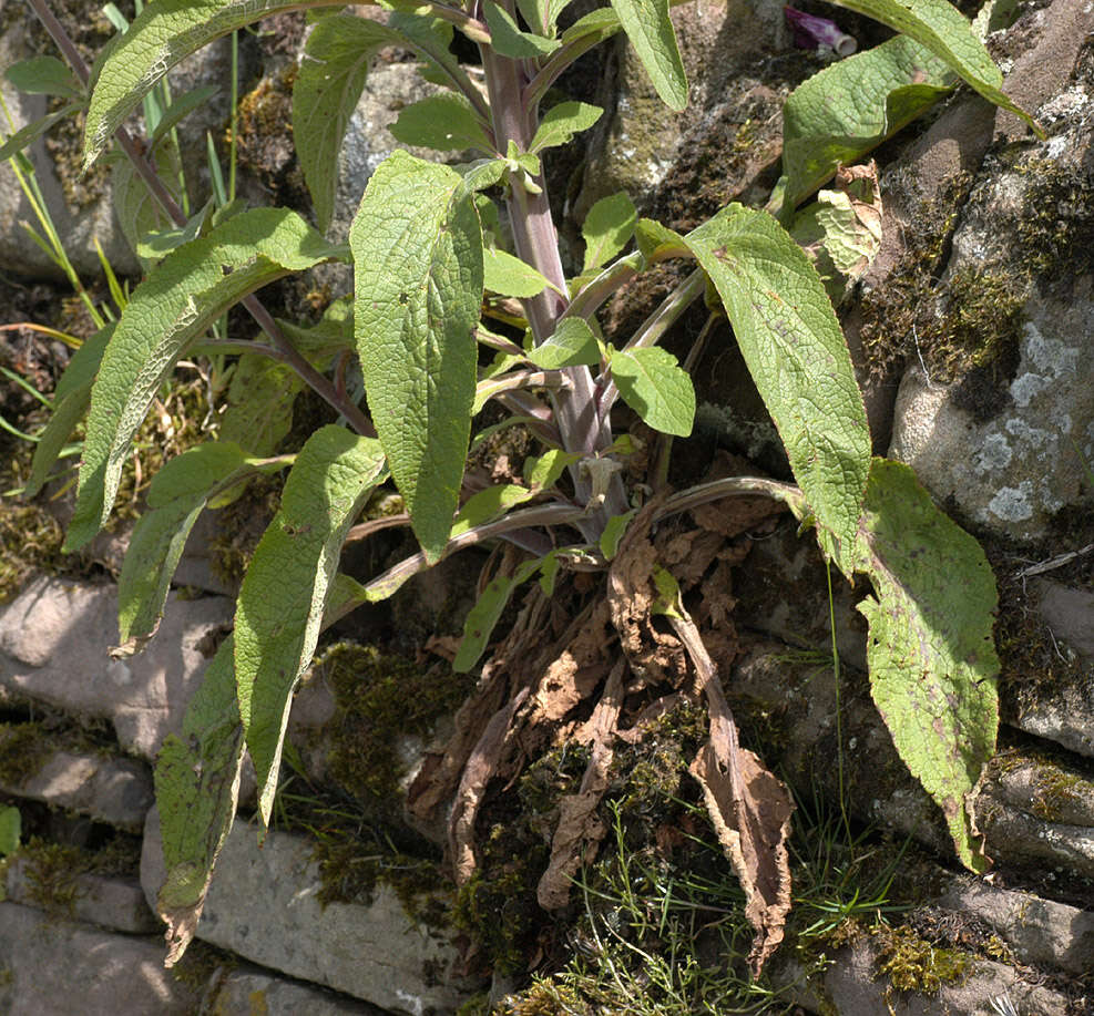 Imagem de Digitalis purpurea L.