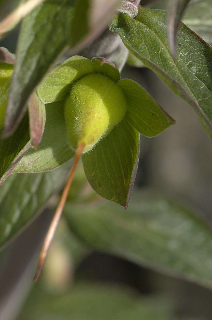 Imagem de Digitalis purpurea L.