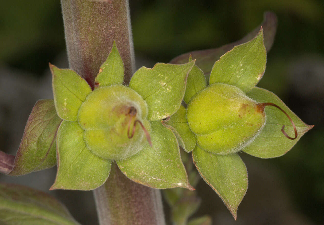 Imagem de Digitalis purpurea L.