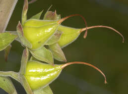 Imagem de Digitalis purpurea L.