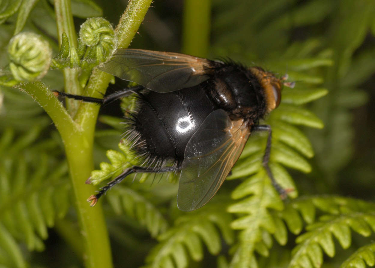 Image of giant tachinid fly