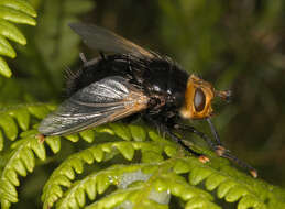 Image of giant tachinid fly