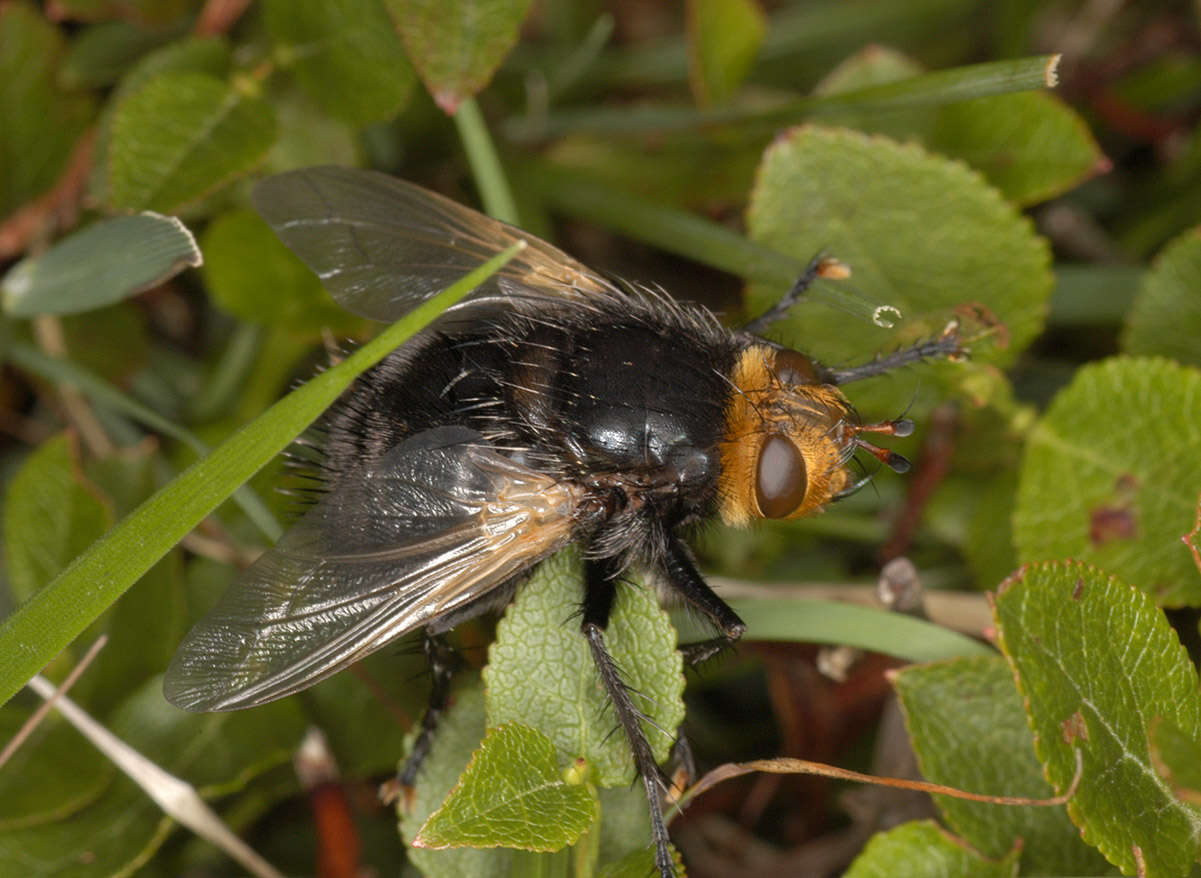 Image of giant tachinid fly