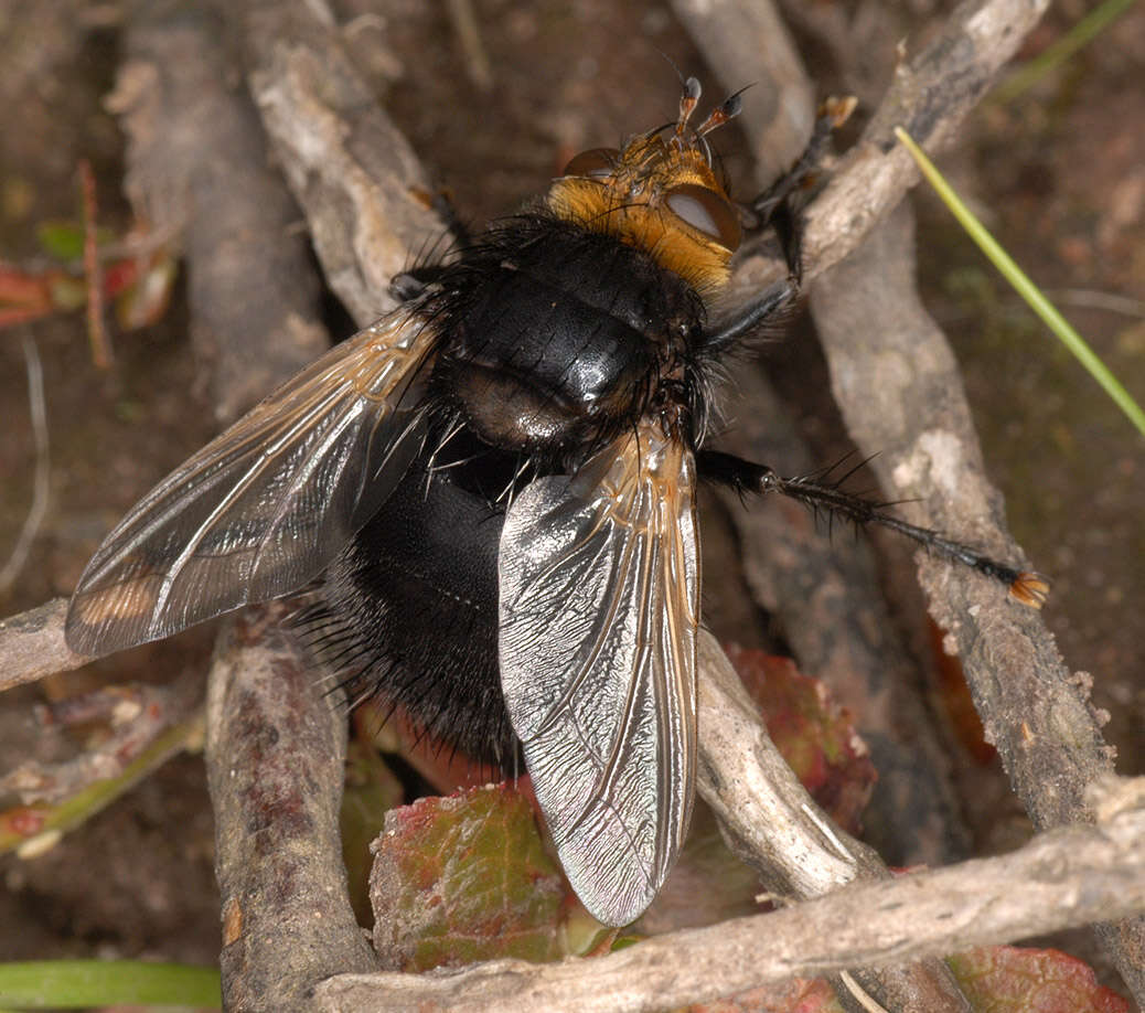 Image of giant tachinid fly