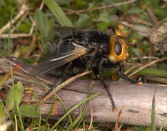 Image of giant tachinid fly