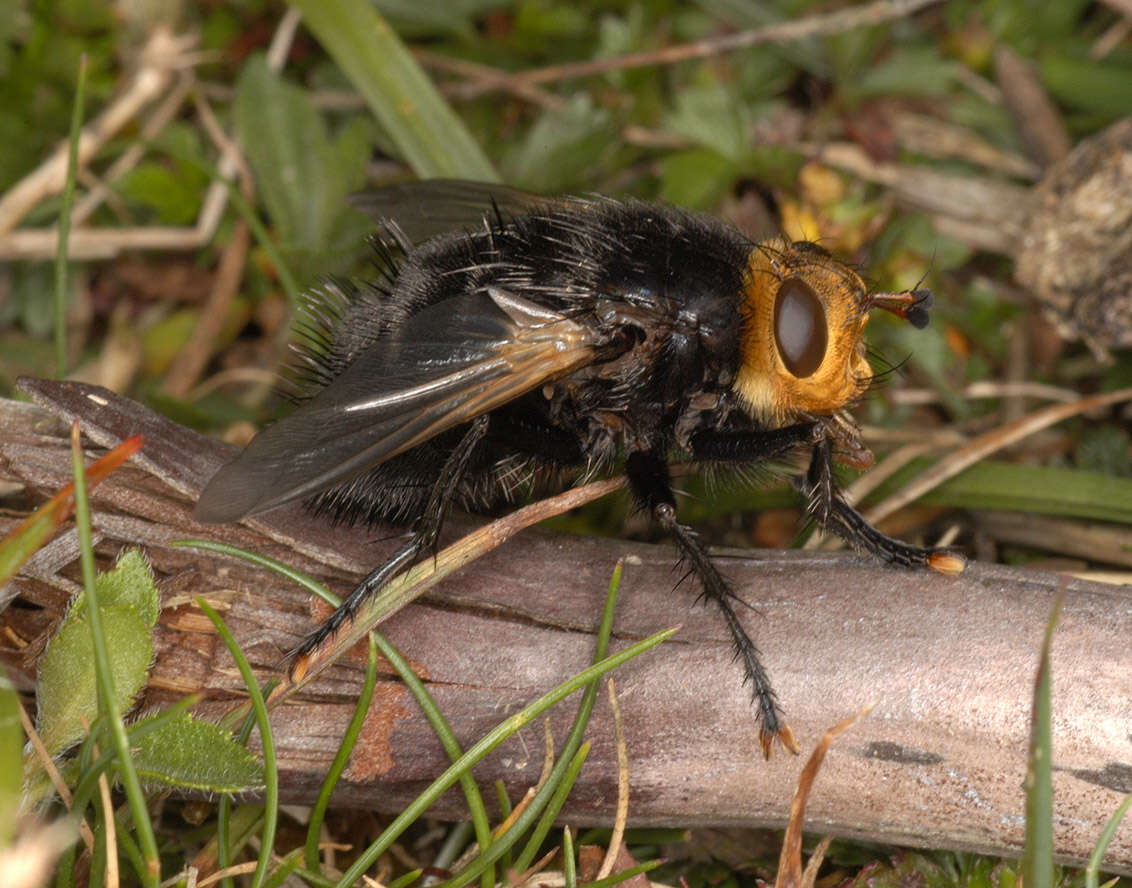 Image of giant tachinid fly