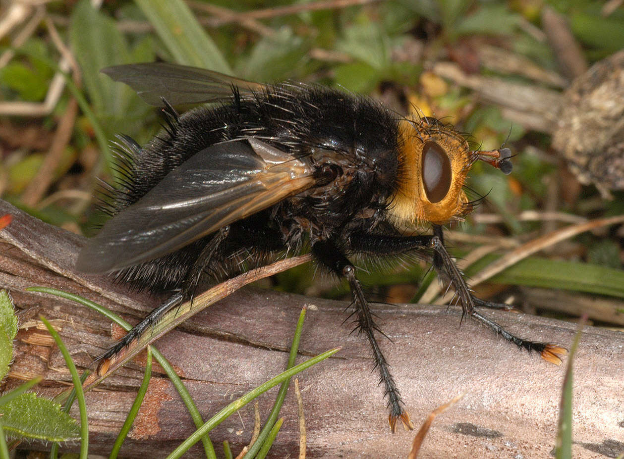 Image of giant tachinid fly