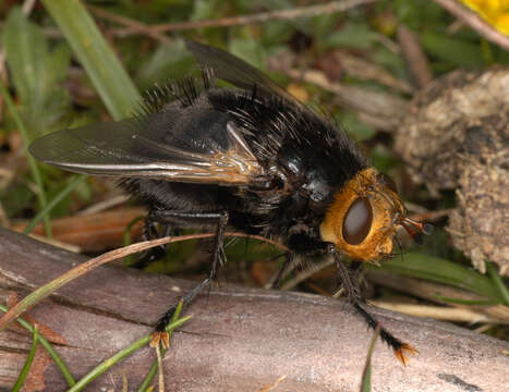 Image of giant tachinid fly