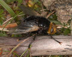 Image of giant tachinid fly