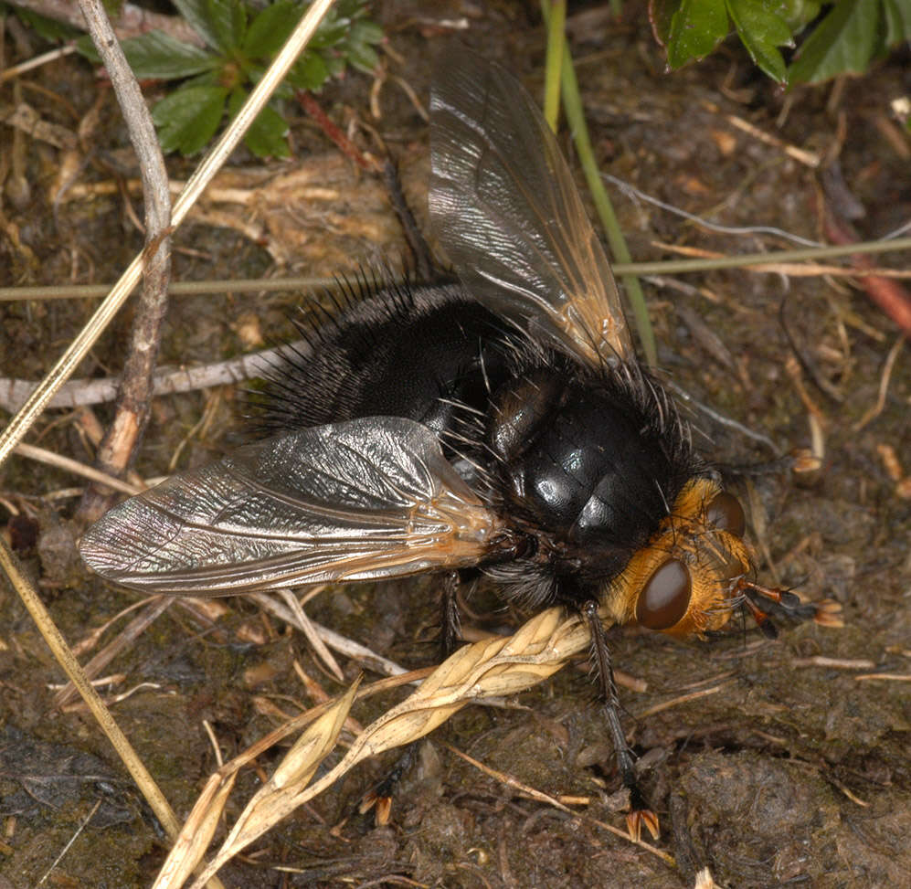 Image of giant tachinid fly