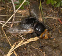 Image of giant tachinid fly