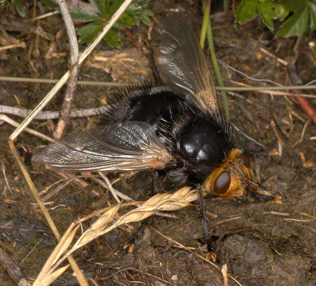 Image of giant tachinid fly